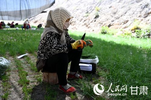 工人正在采收沙葱。人民网 席娟娟摄