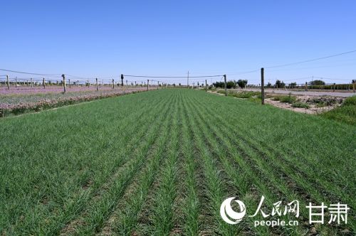 八一村沙葱种植大田。人民网 席娟娟摄