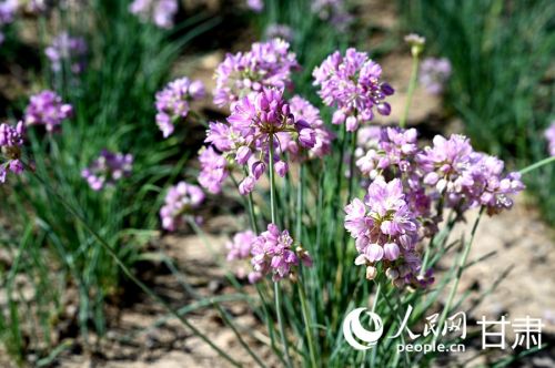 沙葱花。人民网 席娟娟摄