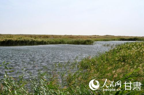 青土湖芦苇丛生。人民网 席娟娟摄