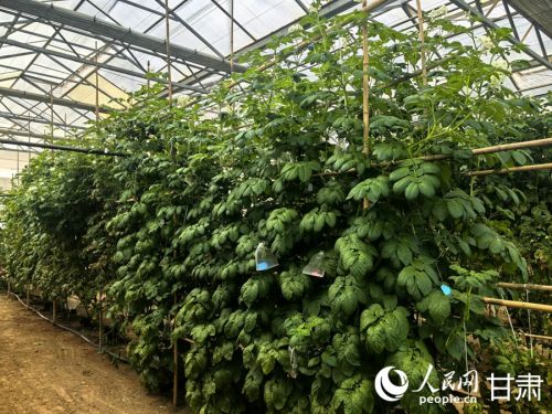 定西马铃薯研究所内，马铃薯植株枝繁叶茂。人民网记者 周婉婷摄
