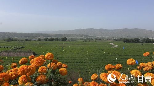 首阳镇黄芪种植基地。人民网记者 王绍绍摄