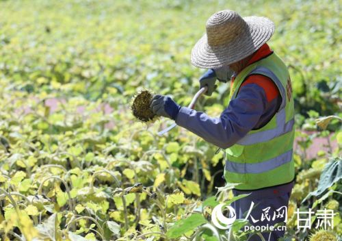 在兰州新区史喇口乡村旅游区,工人正在收油葵。人民网记者 米媛摄