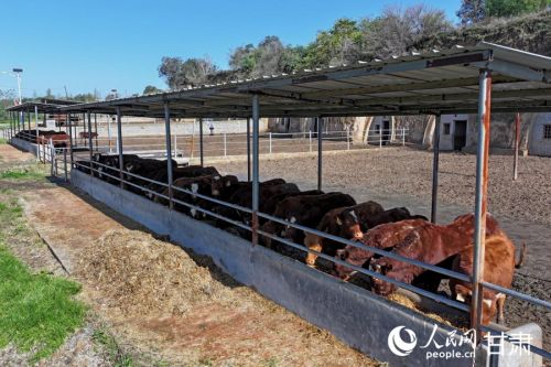 黄寨镇甘庄村的窑洞养牛示范点。人民网记者 焦隆摄