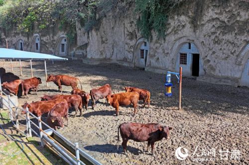 在黄寨镇甘庄村,改造一新的窑洞牛舍。人民网记者 焦隆摄