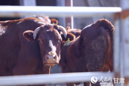 黄寨镇甘庄村的窑洞牛舍前,一头头平凉红牛毛色光亮、体态健硕。人民网记者 米媛摄