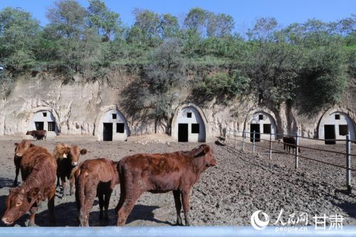 黄寨镇甘庄村窑洞养牛示范点。人民网记者 米媛摄