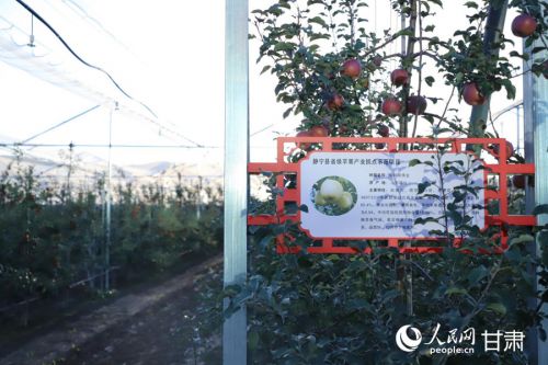 静宁苹果良种苗木组培繁育中心的苗木大棚。人民网记者 米媛摄
