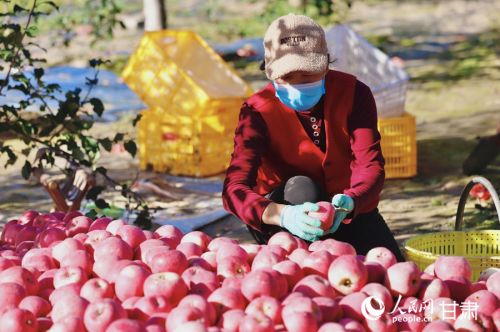 静宁县雷大镇果园里,果农分拣苹果。人民网记者 焦隆摄