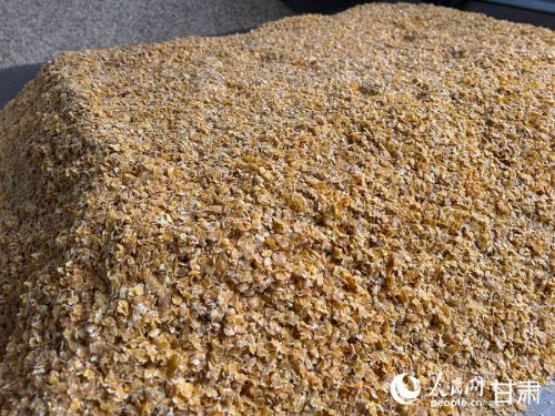 养殖场内经过蒸汽压片处理的玉米压片精细饲料。人民网记者 焦隆摄