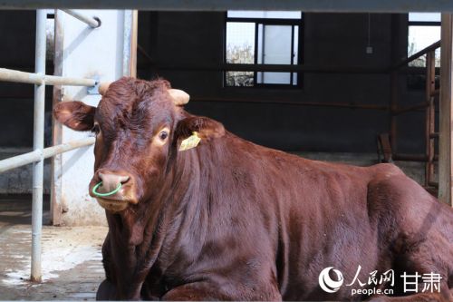泾川县 “平凉红牛”高端育肥场的种牛。人民网记者 米媛摄