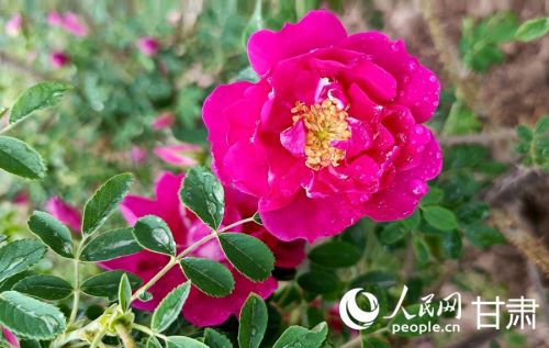 苦水玫瑰。人民网记者 米媛摄