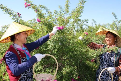 在永登县玫瑰种植基地,花农采摘苦水玫瑰。兰州市农业科学研究院供图