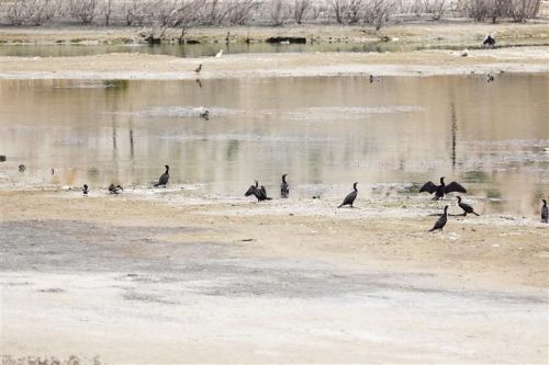 候鸟在秦王川国家湿地公园嬉戏