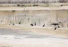 兰州新区秦王川国家湿地公园成候鸟乐园