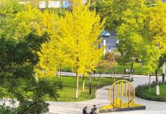 兰州市园林科学研究所所长许宏刚解码银杏的“繁荣悖论”