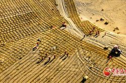 甘肃肃南：初冬时节巴丹吉林沙漠忙“锁边”