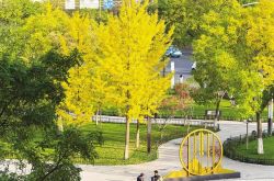 兰州市园林科学研究所所长许宏刚解码银杏的“繁荣悖论”