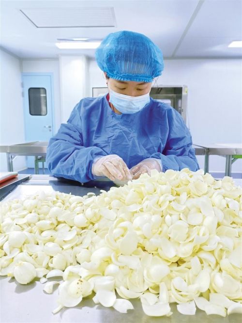 工作人员在分拣百合