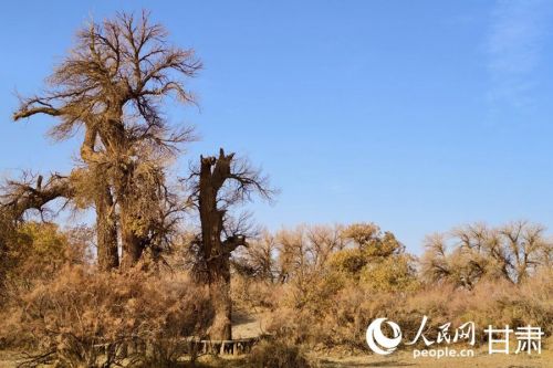 金塔县沙漠胡杨林。人民网记者 米媛摄