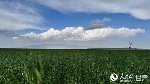祁连山下,张掖山丹军马场燕麦草种植场。人民网记者 焦隆摄
