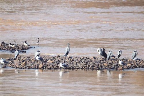 在黄河小西湖段栖息的候鸟