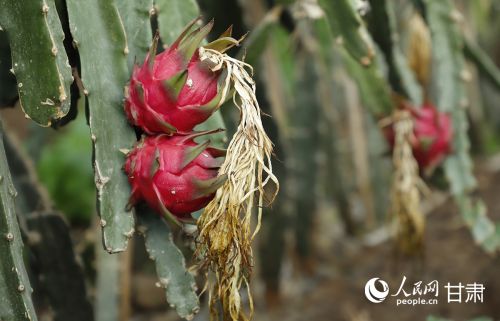 速展村设施大棚内种植的火龙果植株茁壮，红色果实垂挂枝头。人民网记者 焦隆摄