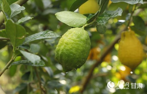 速展村设施大棚内种植的柠檬挂满枝头。人民网记者 焦隆摄