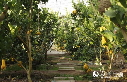 速展村连片的日光温室大棚，成为“南果北种”的基地。人民网记者 焦隆摄