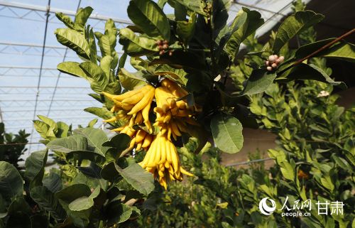 特色作物佛手在速展村温室引种成功。人民网记者 焦隆摄