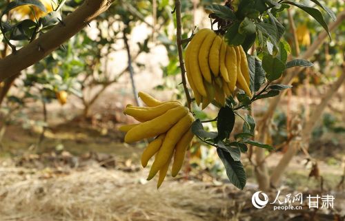 速展村设施大棚内种植的佛手。人民网记者 焦隆摄