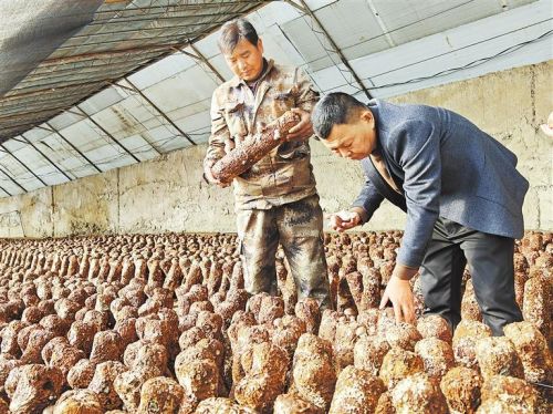 甘肃酒泉食用菌科技小院大棚种植的蘑菇。 新甘肃·甘肃日报记者 徐俊勇