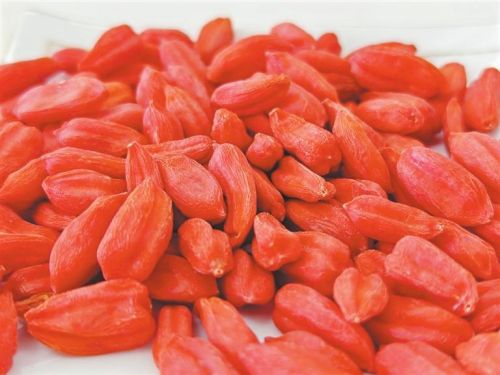 甘肃酒泉枸杞科技小院收获的枸杞。新甘肃·甘肃日报记者 徐俊勇