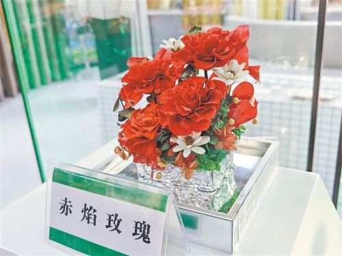 甘肃酒泉草本花卉科技小院培育的鲜花。新甘肃·甘肃日报记者 徐俊勇