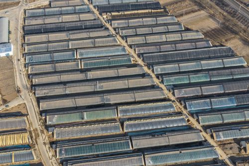 冬日暖阳下的文峰镇现代农业产业园蔬菜大棚。陇西县委宣传部供图