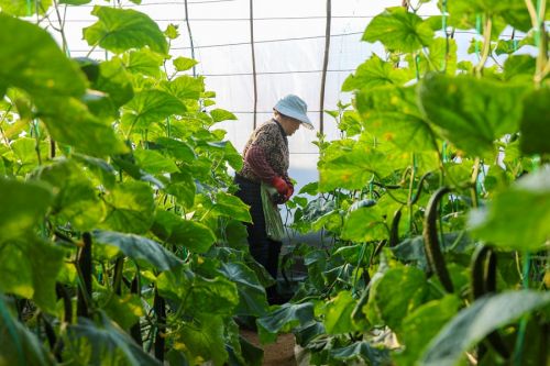 当地菜农正在采摘黄瓜。陇西县委宣传部供图