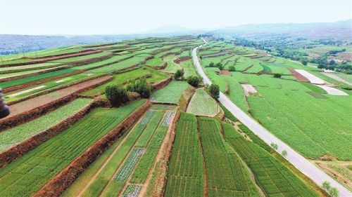 安定区团结镇高泉村旱作农业试验示范基地。新甘肃·甘肃日报记者 冯宝强 摄