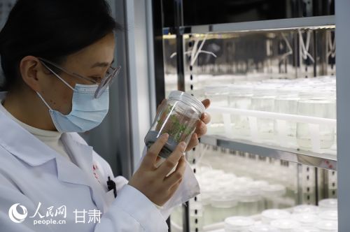 科研人员在组培实验室中培育优质中药材种苗。人民网记者 焦隆摄