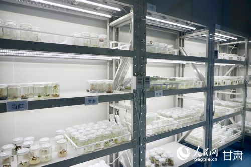 标准化组培储藏室内，一批批中药材种苗茁壮生长。人民网记者 焦隆摄