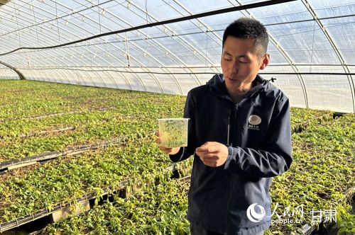 定西马铃薯研究所工作人员向记者展示马铃薯脱毒组培苗。人民网记者 焦隆摄