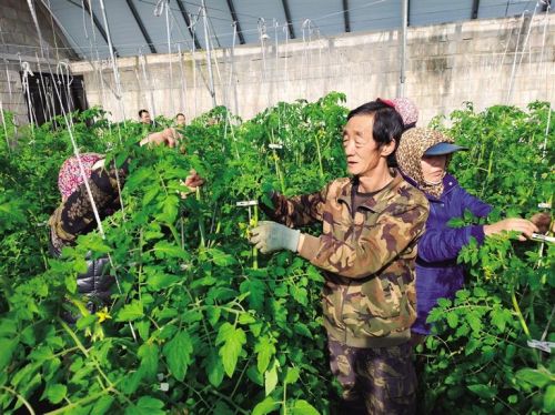 村民正在为番茄掐苗