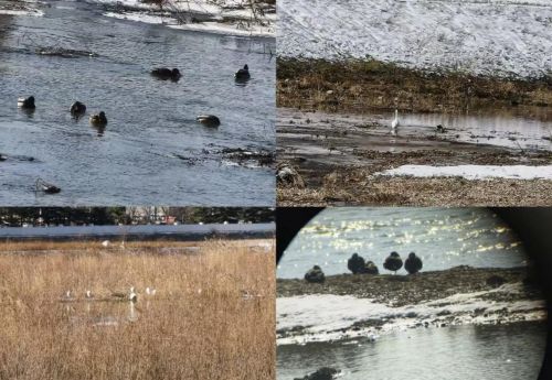 水鸟翩跹。崆峒区委宣传部供图