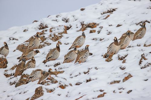 祁连山国家级自然保护区藏雪鸡画面被记录。（甘肃祁连山国家级自然保护区管护中心）
