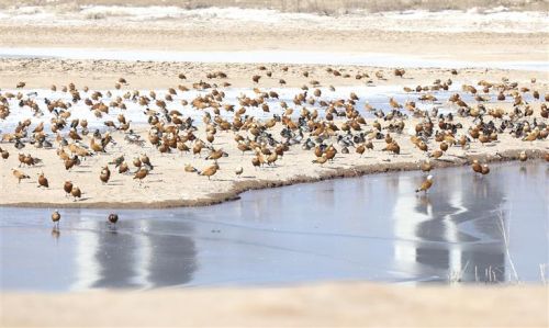 在秦王川国家湿地公园栖息的候鸟